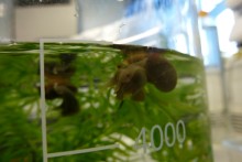 Deborah Robinson, Simon Rundle, David Strang, Bronac Ferran